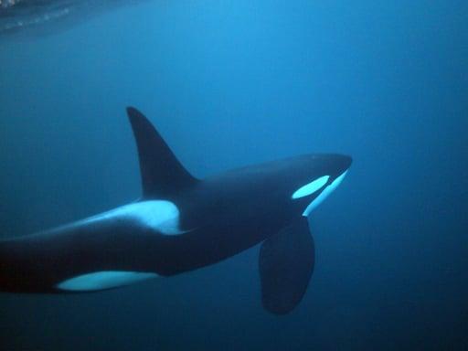 The Orca