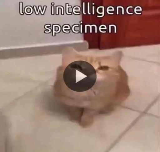 Stupid Fuck (test)